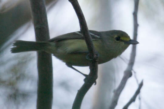 Sivun paksunokkavireo kuva