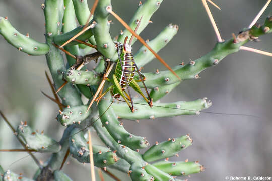 Image of Chestnut Short-wing Katydid