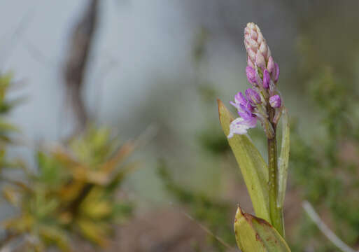 Image de Orchis mascula subsp. scopulorum (Summerh.) H. Sund. ex H. Kretzschmar, Eccarius & H. Dietr.