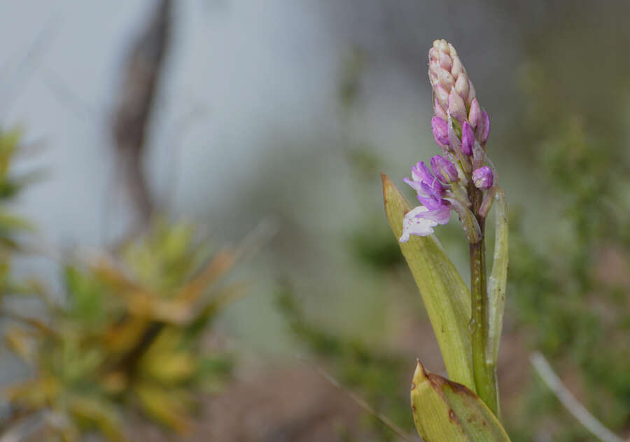 Image of Madeiran Orchid