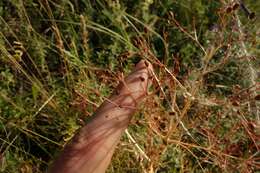 Image of Trinia multicaulis (Poir.) Schischkin