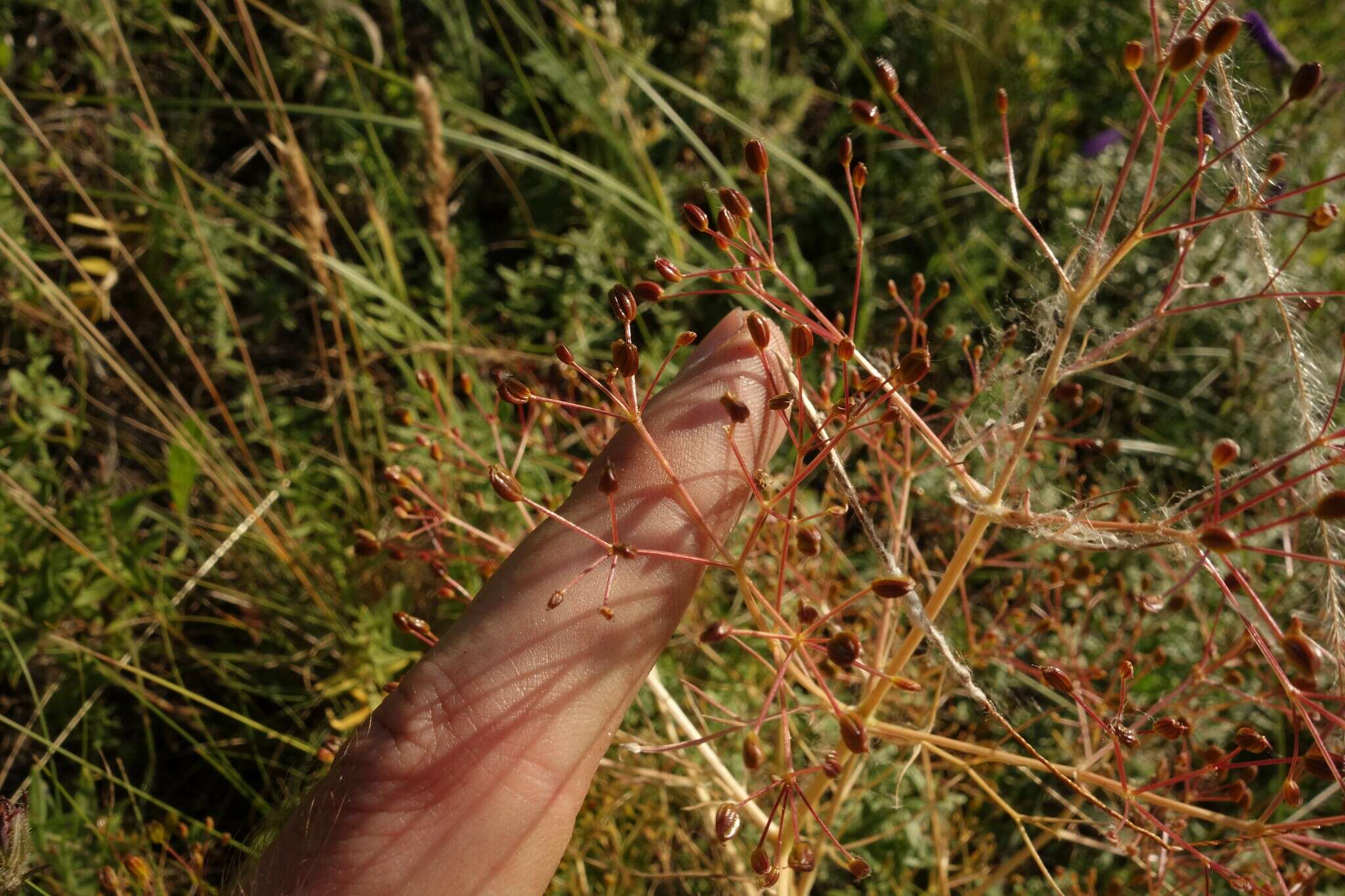 Trinia multicaulis (Poir.) Schischkin resmi