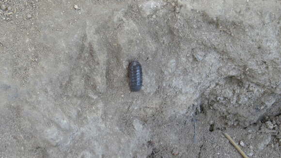 Image of Pill woodlouse