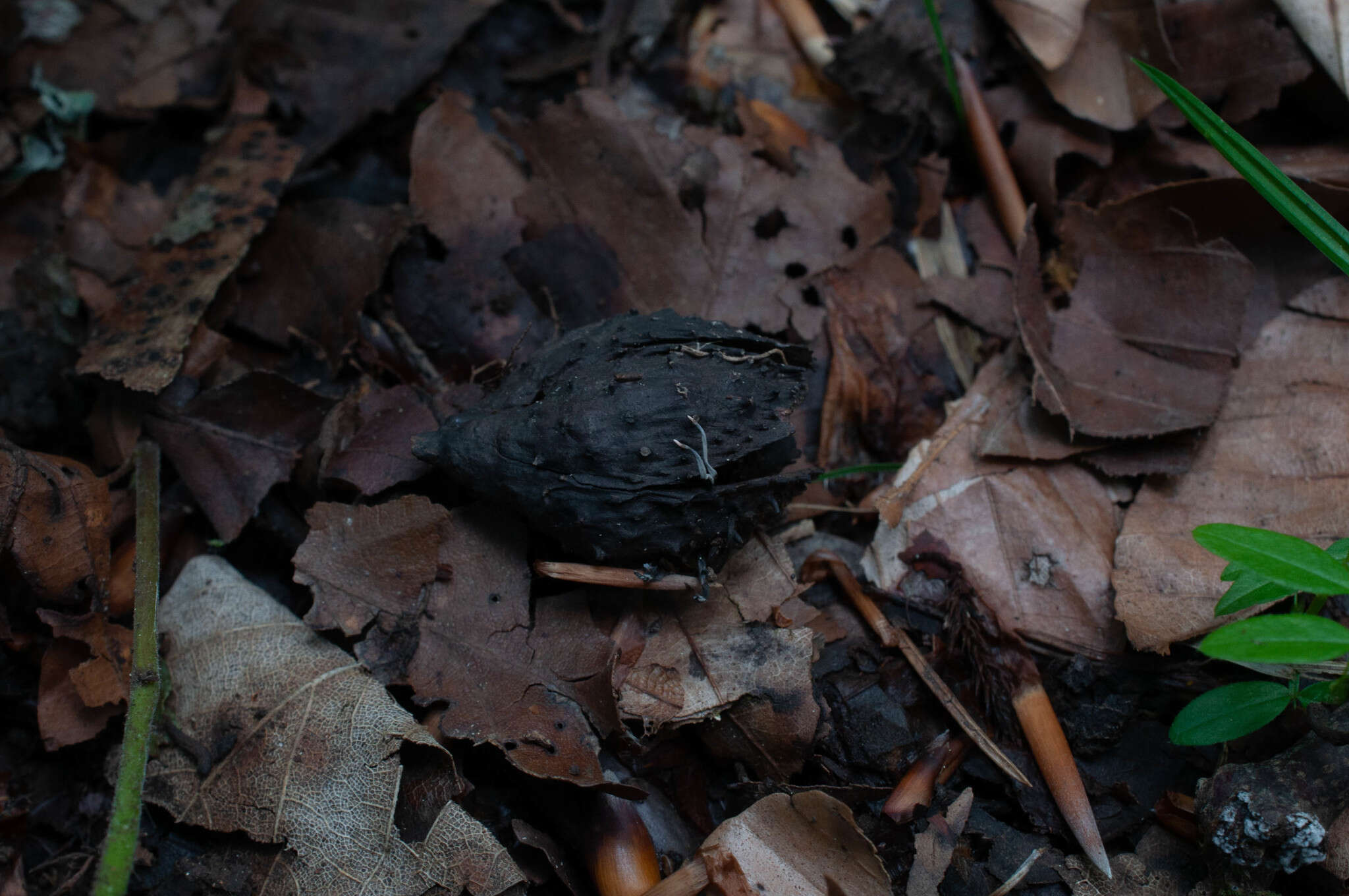 Imagem de Xylaria carpophila (Pers.) Fr. 1849