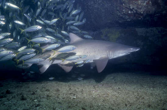 Image of Yellowtail horse mackerel