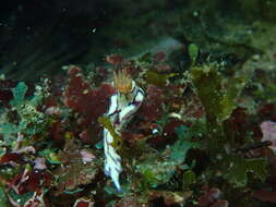 Image of Hypselodoris cerisae Gosliner & R. F. Johnson 2018