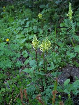 Image of Mt. Rainier lousewort