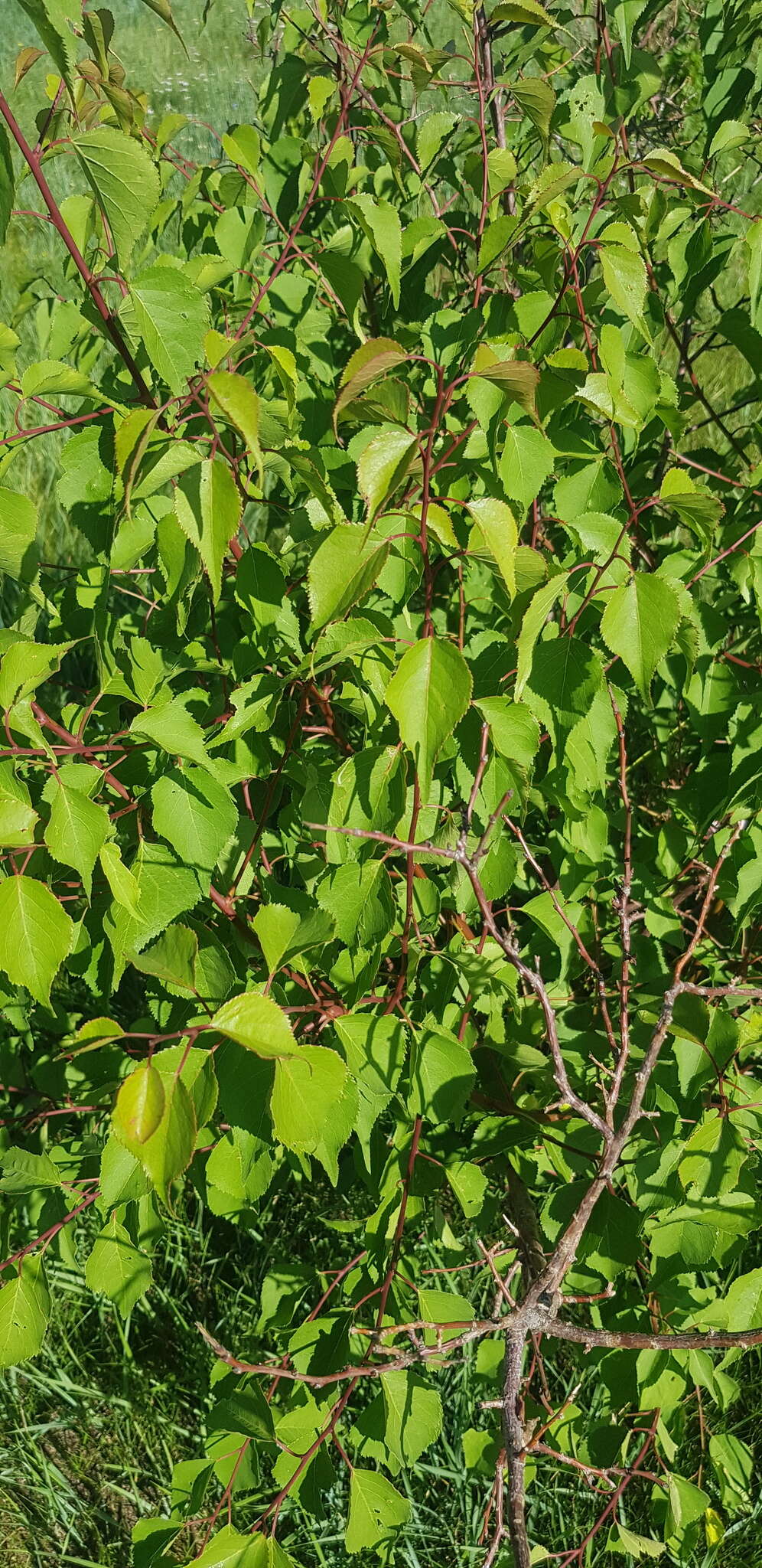 Imagem de Prunus sibirica L.