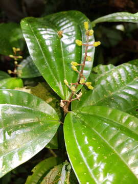 Слика од Miconia gracilis Triana