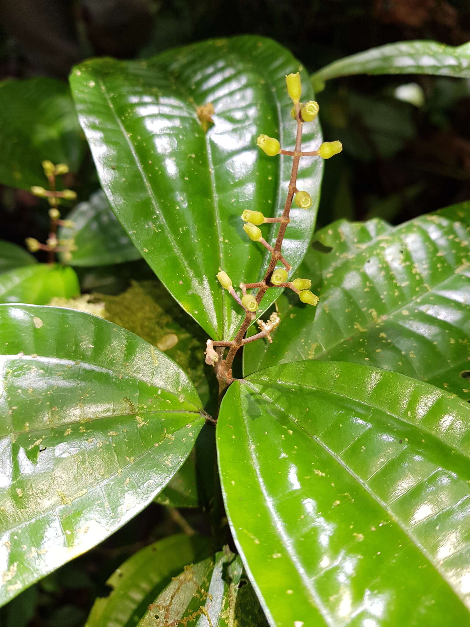 Слика од Miconia gracilis Triana