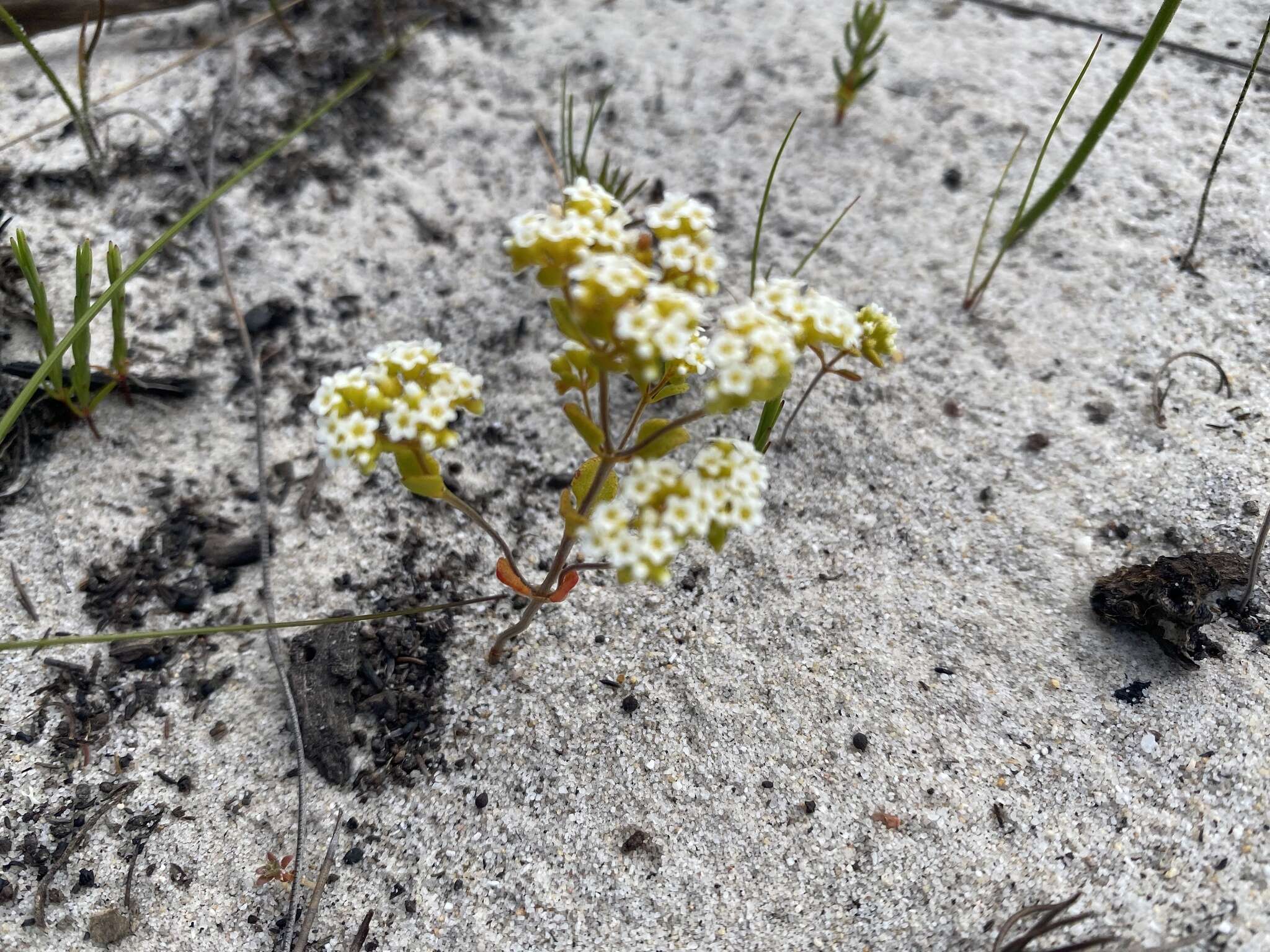 Crassula filiformis (Eckl. & Zeyh.) Dietr. resmi