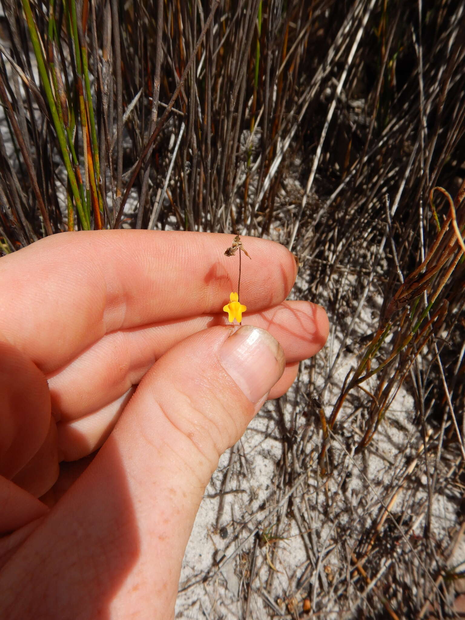 Image of Utricularia chrysantha R. Br.