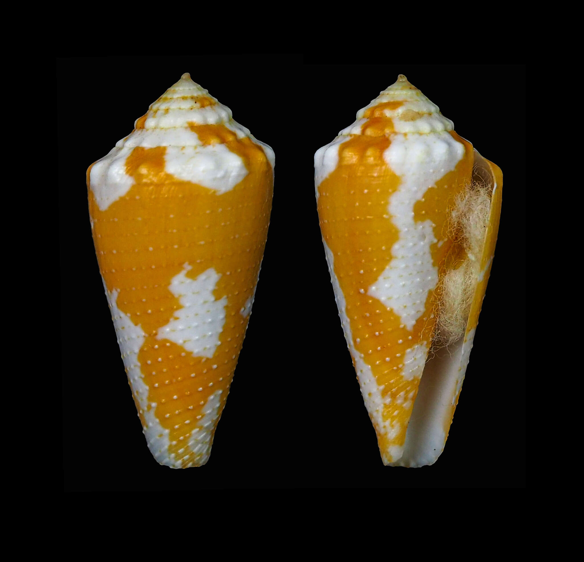 Imagem de Conus aurantius Hwass ex Bruguière 1792