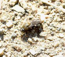 Image of Microdon manitobensis Curran 1924