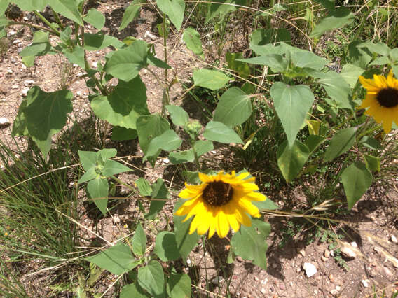 Image of common sunflower