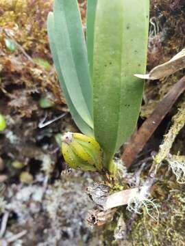 Image of Angraecum borbonicum Bosser