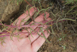 Image of Peck's Indian paintbrush