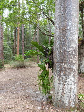 Image of Queensland Kauri Pine