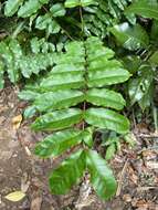 Image of Zanthoxylum integrifoliolum (Merr.) Merr.