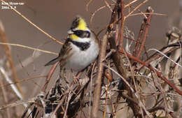 Image of Yellow-throated Bunting