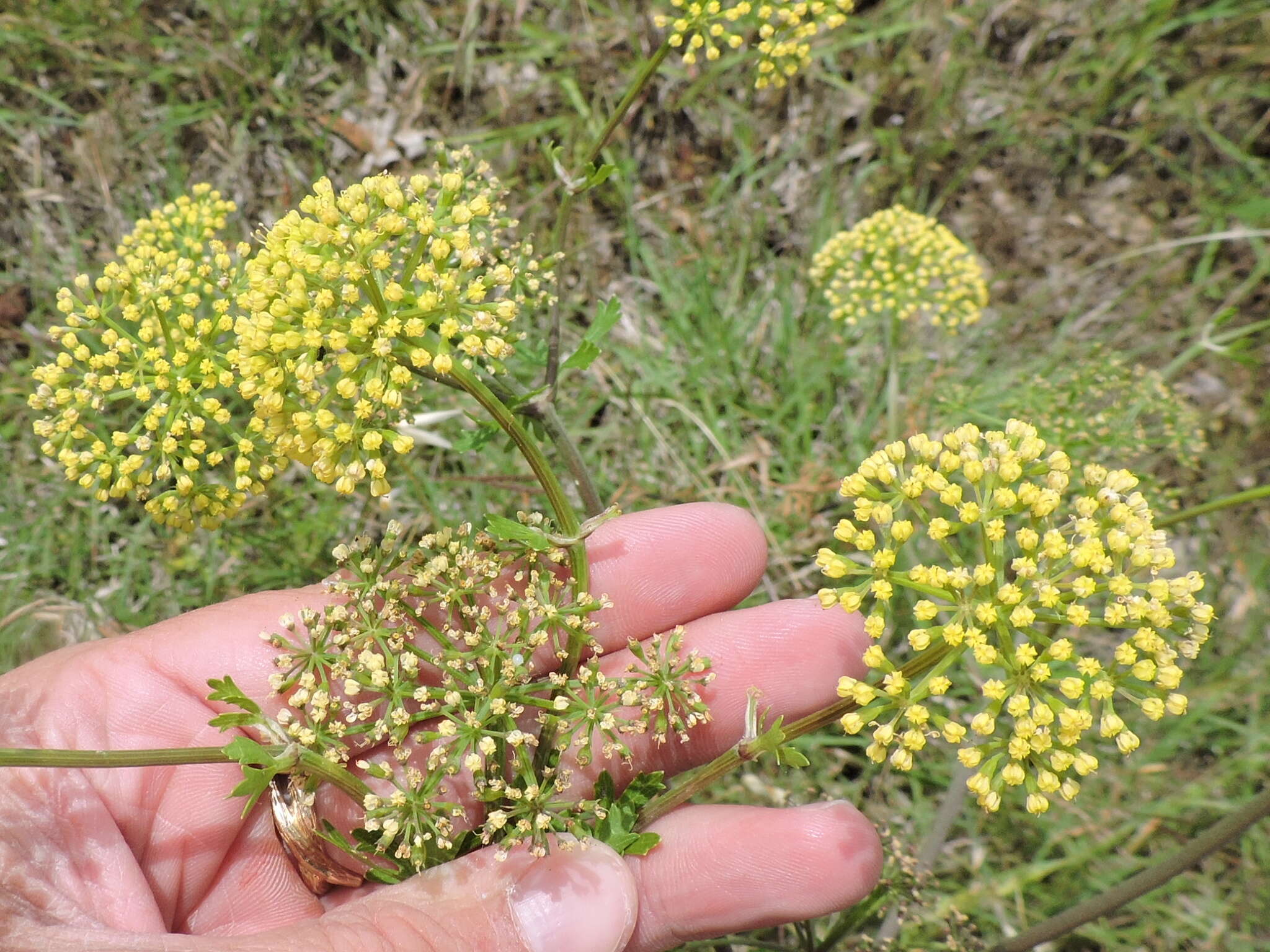 Image of Texas prairie parsley