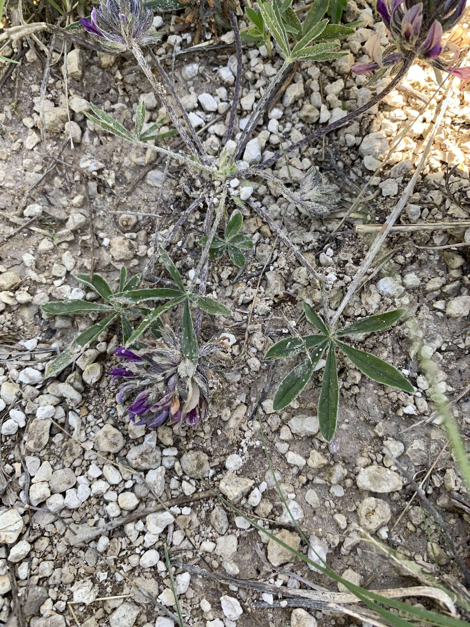 Psoralea hypogaea Torr. & A. Gray resmi