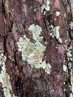 Image of Carolina canoparmelia lichen