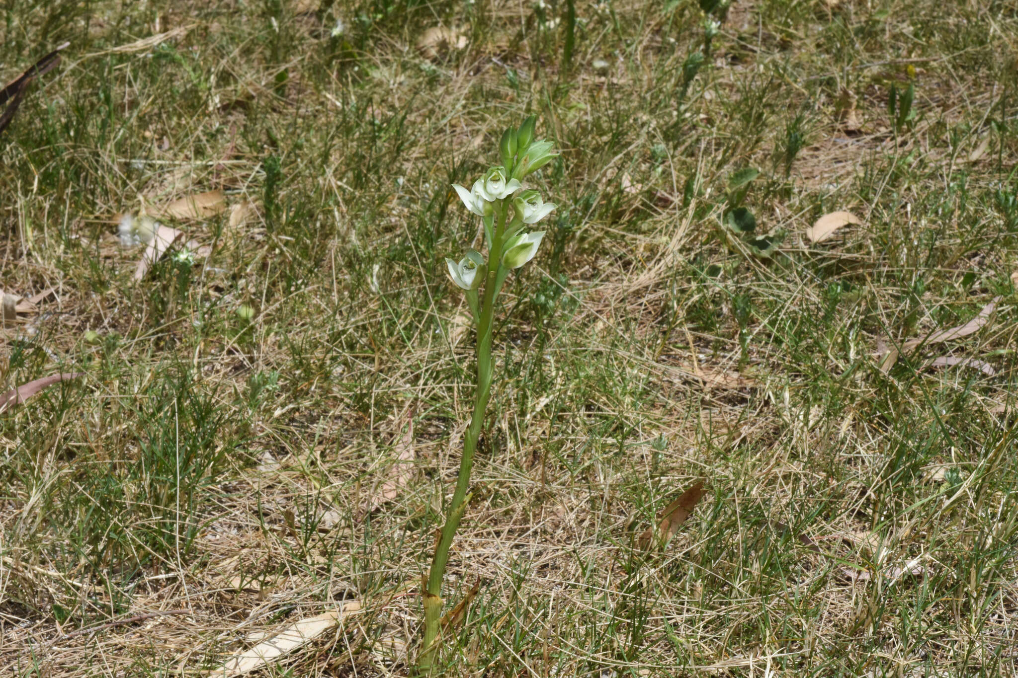 Image of Chloraea membranacea Lindl.