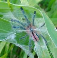 Image of Bahia Purple Red Tarantula