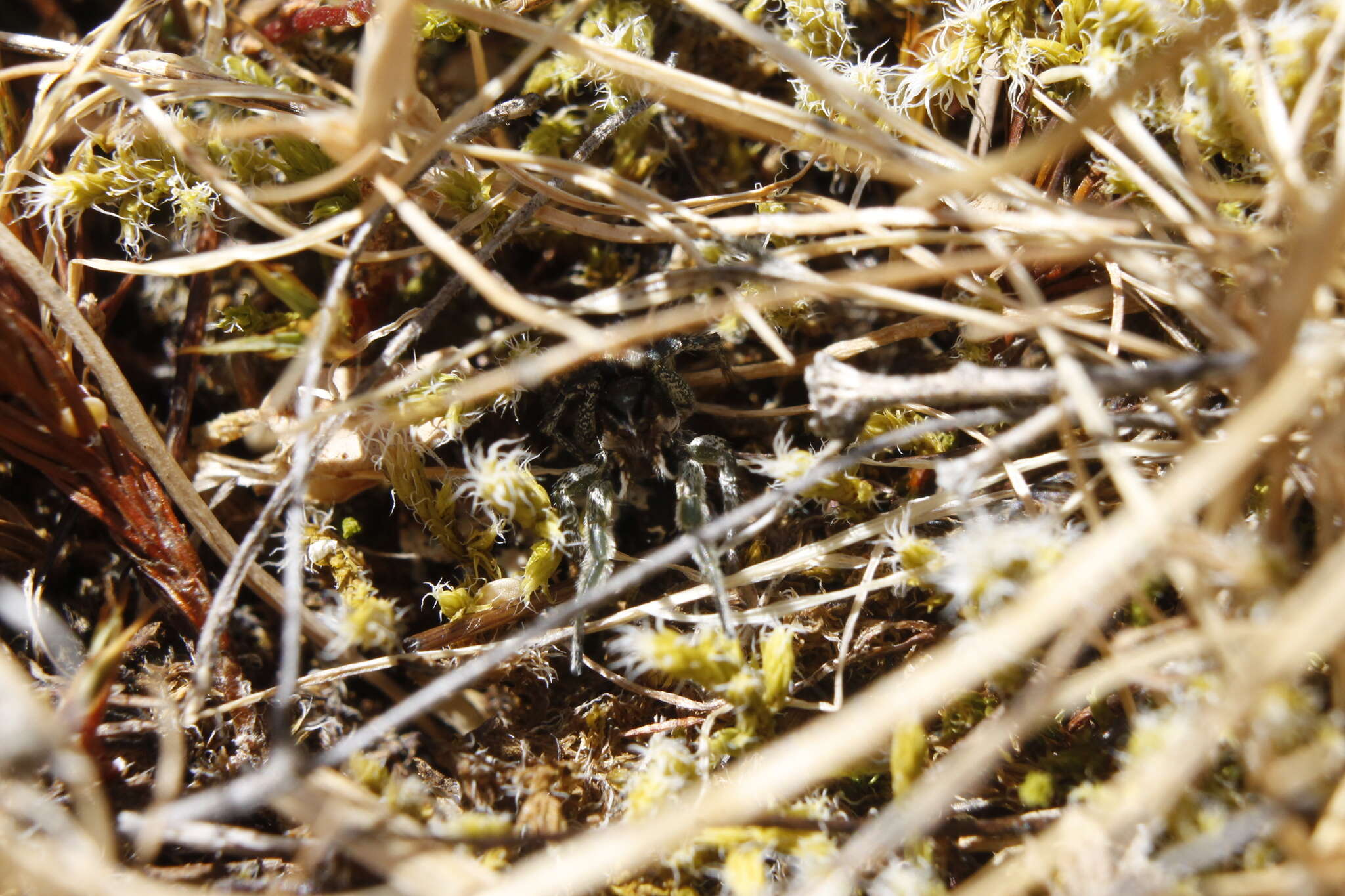 Image of Habronattus ophrys Griswold 1987