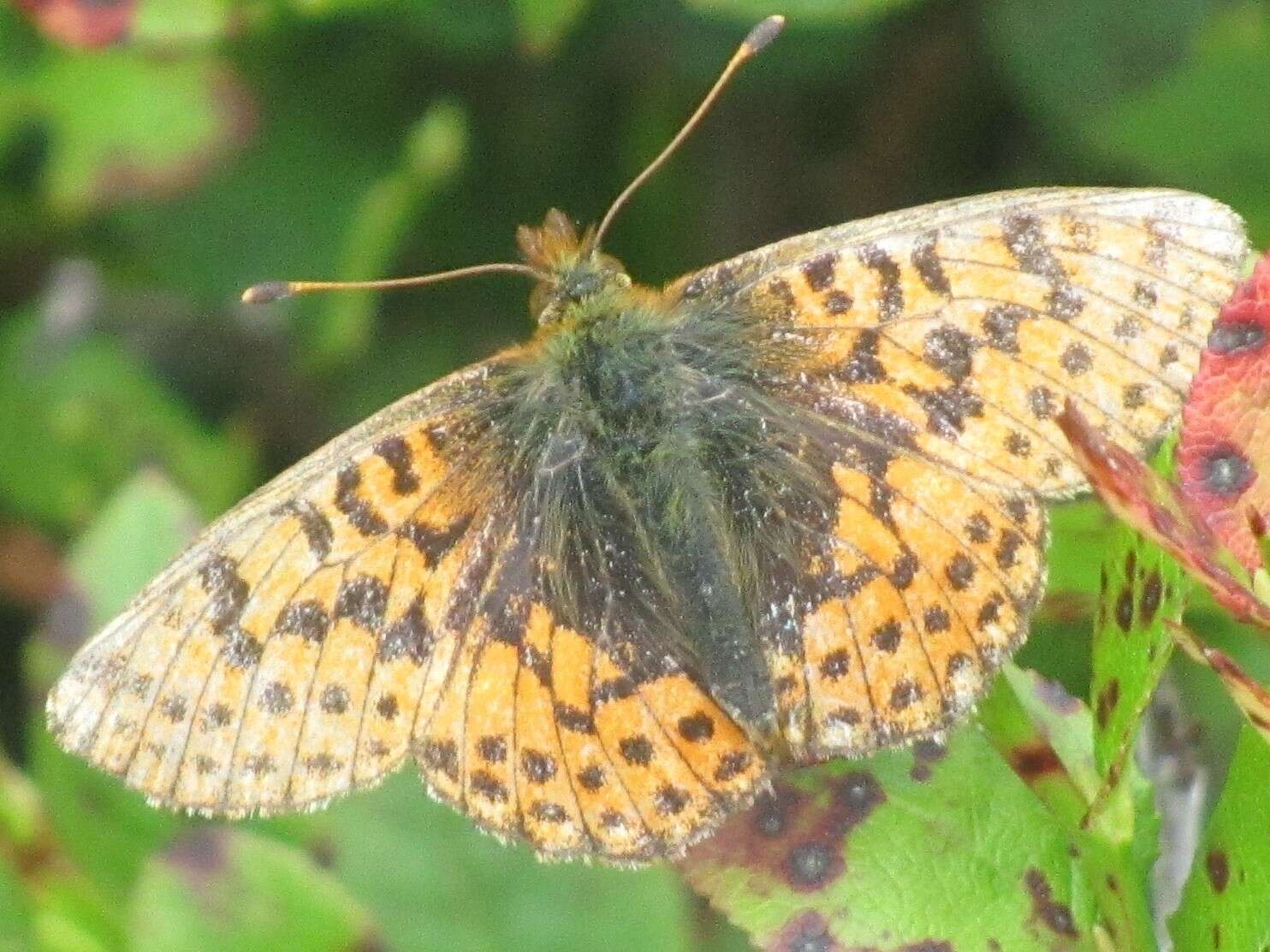 Image of cranberry fritillary