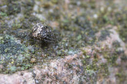 Image of Parasteatoda tabulata (Levi 1980)