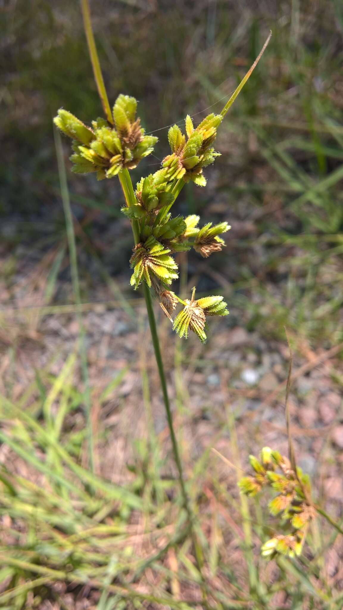 Plancia ëd Cyperus surinamensis Rottb.