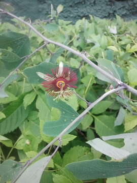 Image of Mexican passionflower