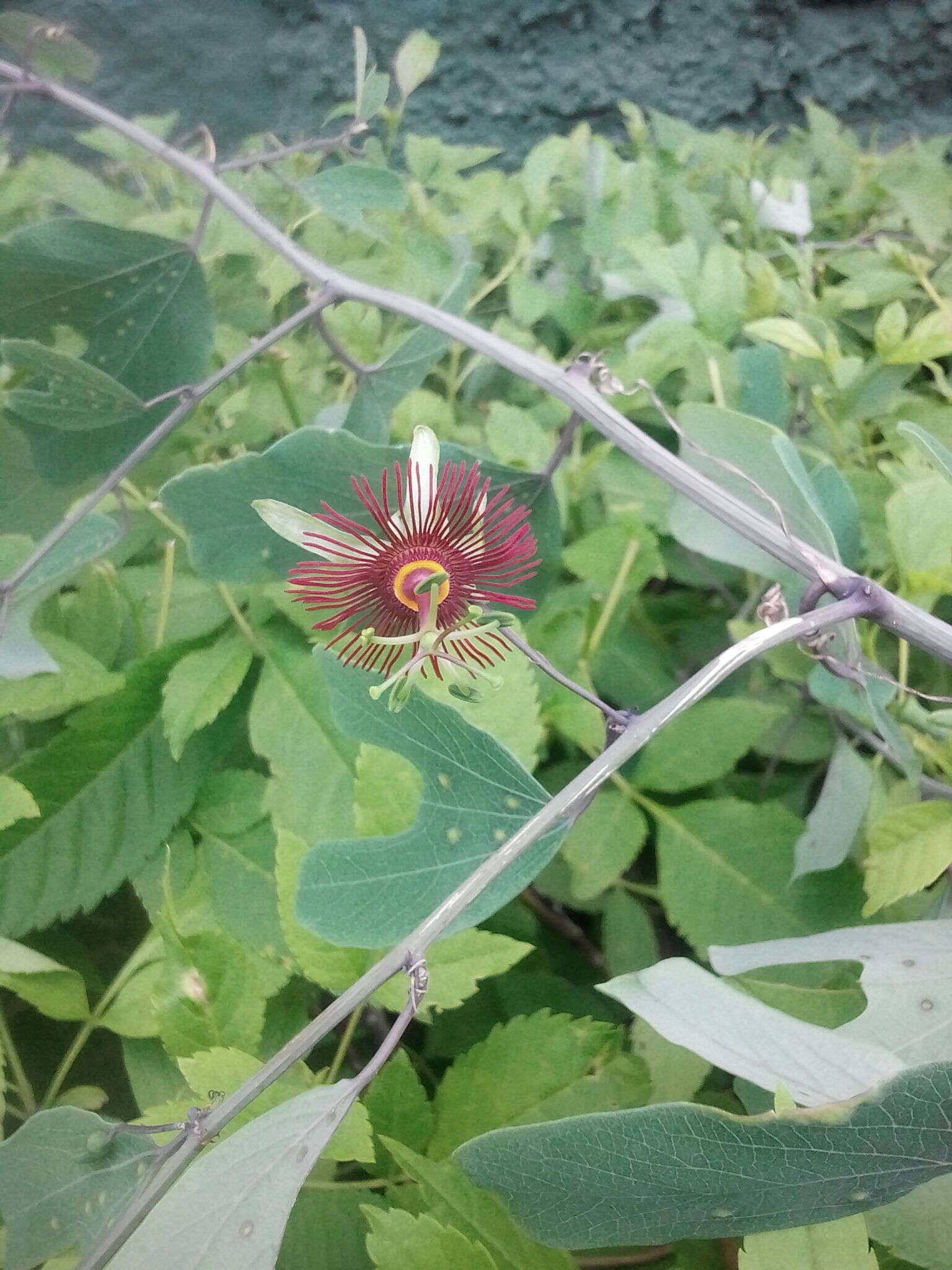 Passiflora mexicana A. Juss. resmi