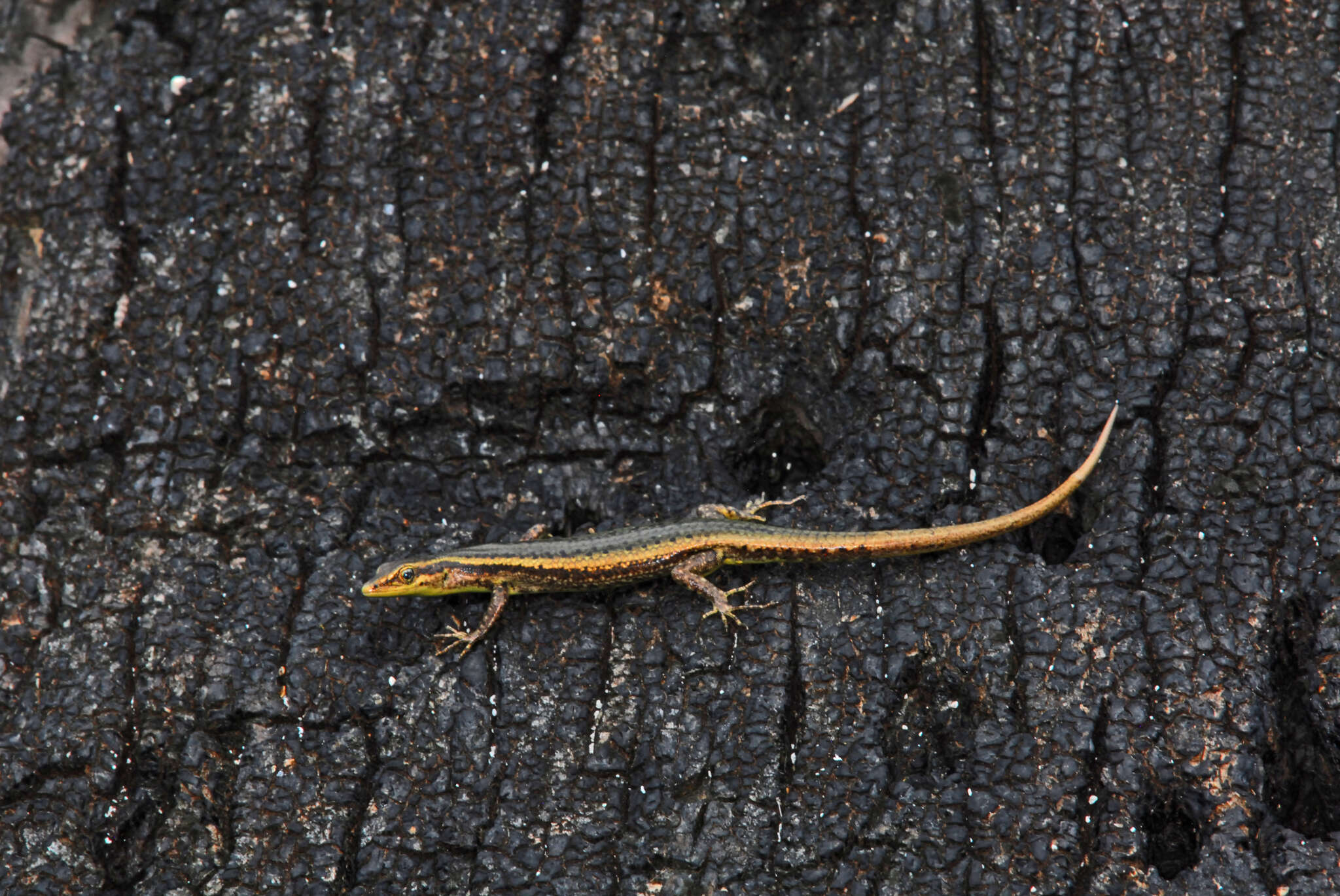 Image of Mottled Snake-eyed Skink