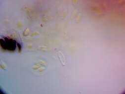 Plancia ëd <i>Bachmanniomyces punctum</i> (A. Massal.) Diederich & Pino-Bodas