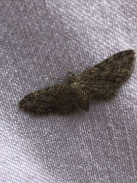 Eupithecia inturbata resmi