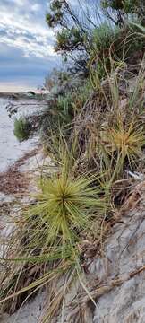 Image of hairy spinifex