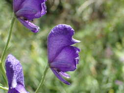 Слика од Aconitum napellus subsp. vulgare Rouy & Fouc.