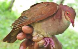 Image of Ruddy Quail-Dove