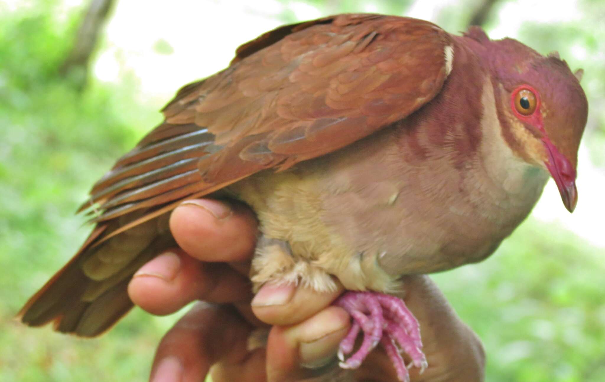 Image of Ruddy Quail-Dove