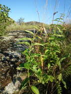 Image of white swallow-wort