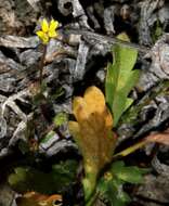 Image of Goodenia pusilliflora F. Müll.