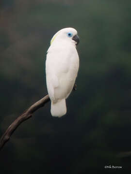 Image of Blue-eyed Cockatoo