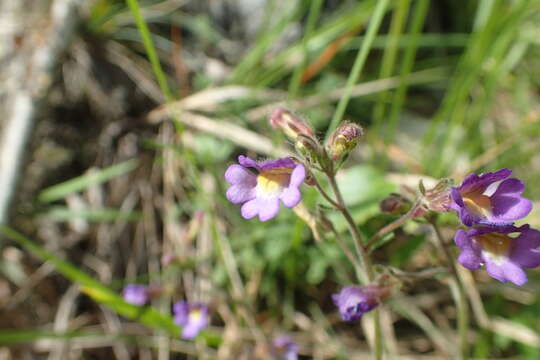 Слика од Chaenorhinum origanifolium (L.) Fourr.