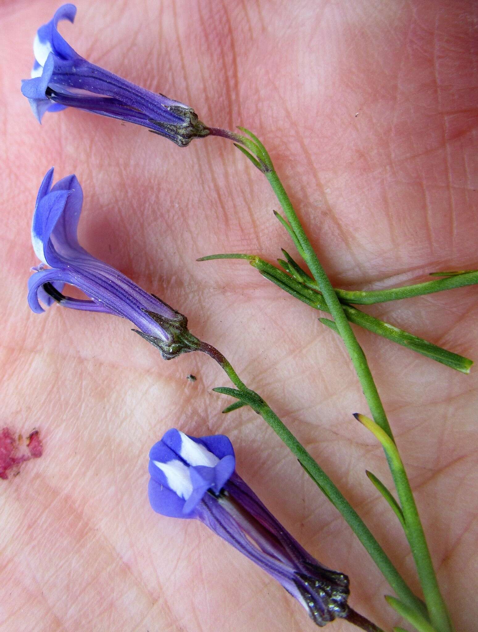 Image of Lobelia linearis Thunb.