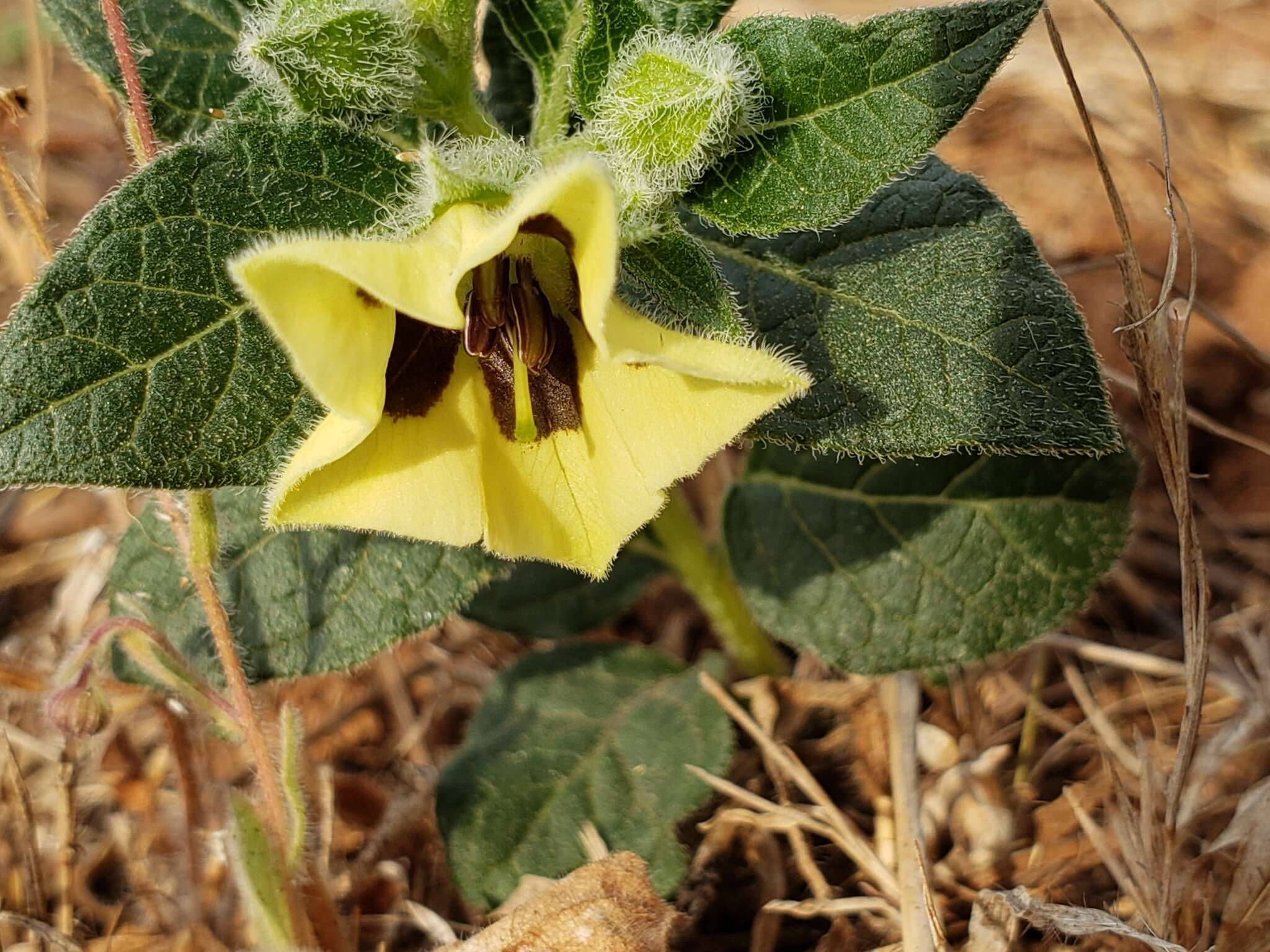 Image de Physalis orizabae Dun.