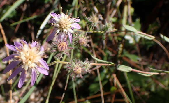 Image of Symphyotrichum plumosum (Small) Semple