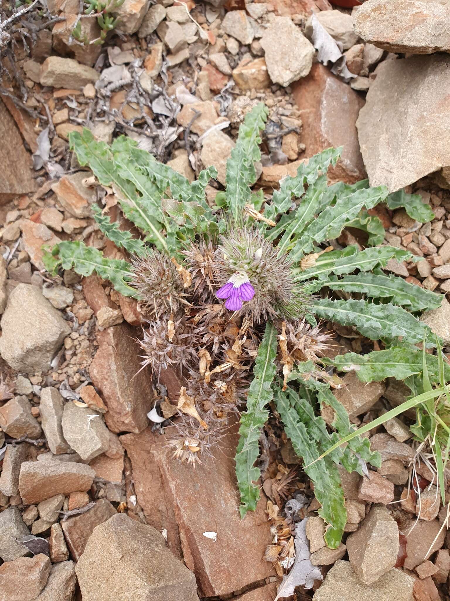 Image de Acanthopsis dispermoides H. M. Steyn